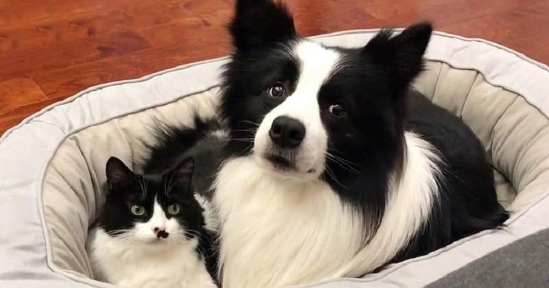 Un chien et un chat au pelage assorti sont les meilleurs amis du monde