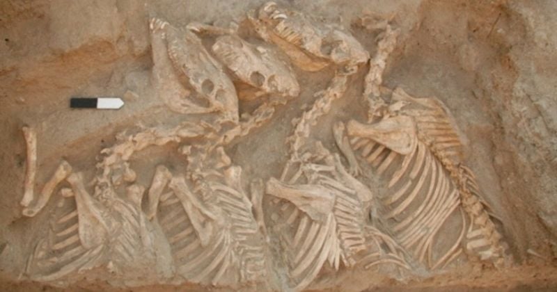Syrie : découverte du kunga, le premier animal hybride que les hommes auraient créé il y a 4500 ans