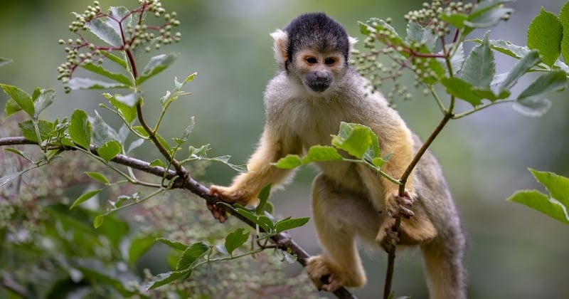 Incendies : une dizaine d'animaux du zoo du Bassin d'Arcachon sont décédés lors de leur évacuation 