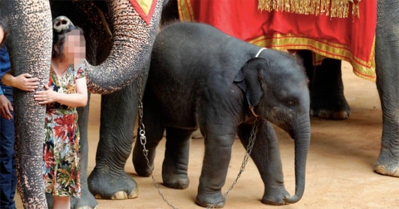 Une étude dévoilée par une ONG explique que les éléphants à touristes, en Asie, vivent dans des conditions inacceptables
