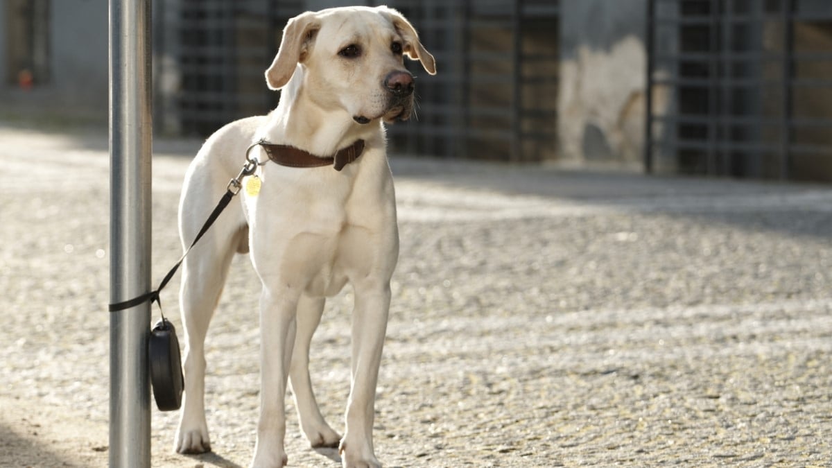 Un père et sa fille jugés au tribunal pour avoir infligé un sort atroce à leur chien