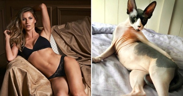33 chats passés maîtres dans l'art de poser comme les mannequins !