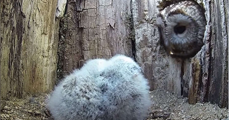 Après avoir perdu ses oeufs, une chouette adopte deux oisillons orphelins 