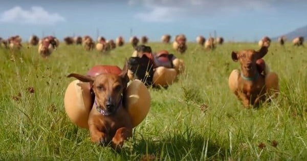 Quand vous comprendrez pourquoi ces chiens, déguisés en « hot-dogs », courent à fond à travers la prairie, vous allez mourir de rire !