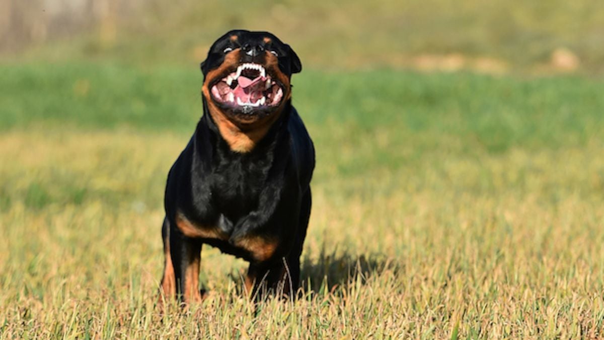 Il étrangle à mains nues un rottweiler enragé qui s'était jeté sur lui... et le tue