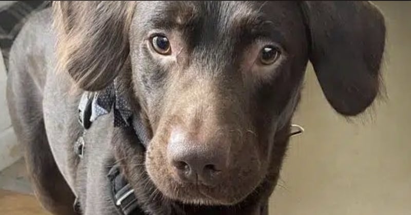 Ce labrador de deux ans est devenu alcoolique à cause de son maitre, un cas rare et grave