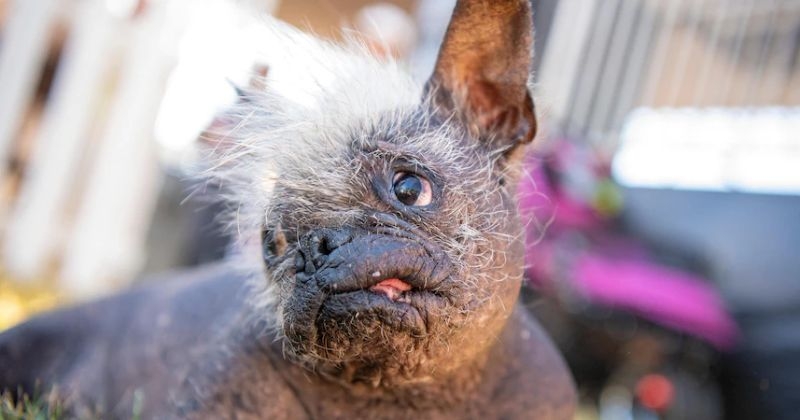 Voici le chien le plus laid au monde, un Chinois à crête de 17 ans élu durant un concours