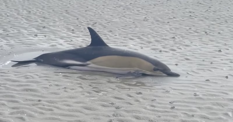 Vendée : un dauphin échoué sur une plage a été sauvé grâce à l'incroyable réflexe d'un groupe de pêcheurs de palourdes