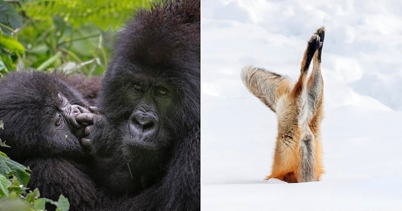 Ces 10 photos géniales vont vous donner envie de participer aux Comedy Wildlife Photography Awards