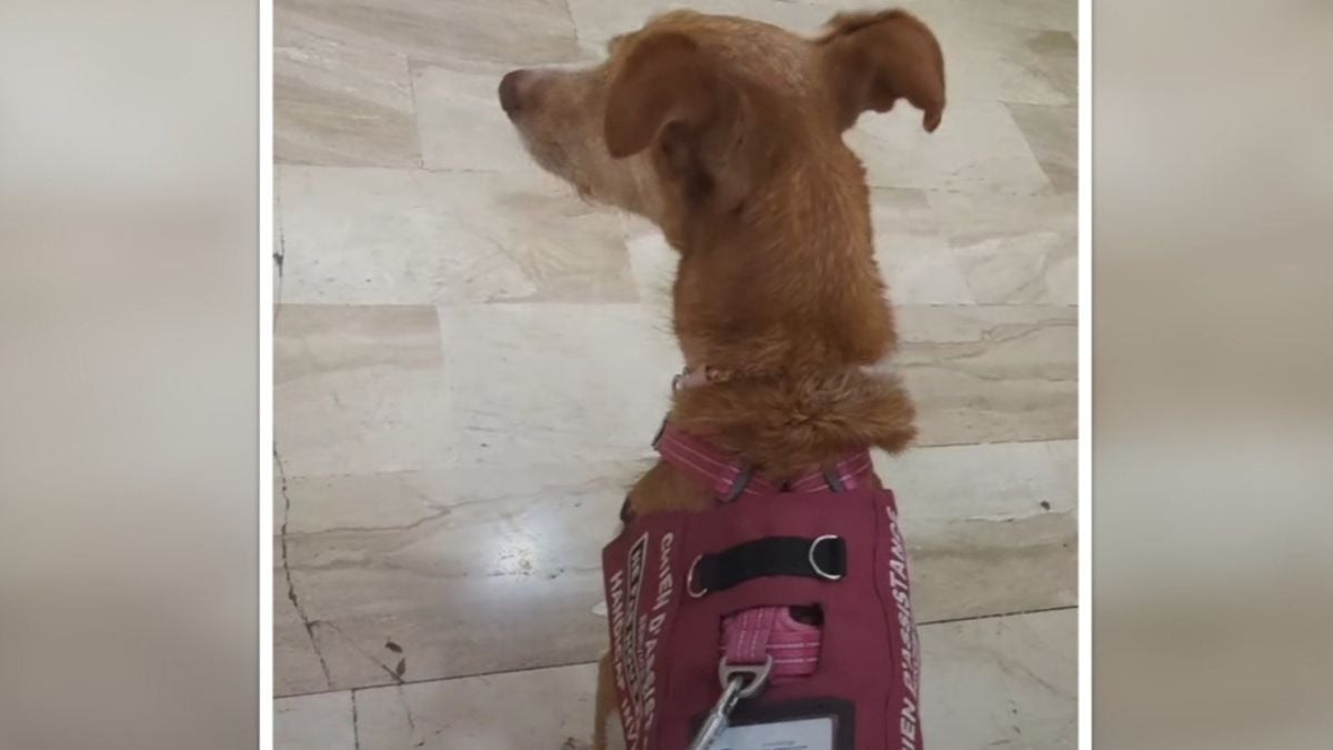 Une handicapée interdite d'entrer dans un supermarché à cause de son chien d'assistance, sa vidéo fait 6 millions de vues