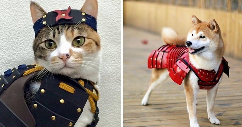 Et si vous transformiez votre chat ou votre chien en véritables samouraïs grâce à ces armures ultra badass ! 
