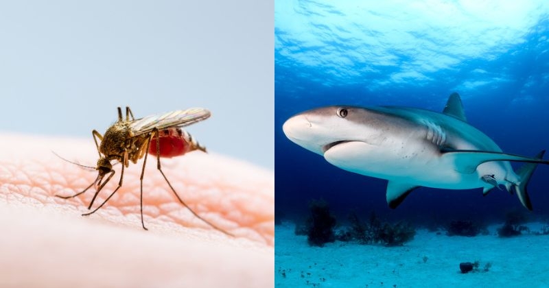 Le moustique tue plus d'humains que le... requin