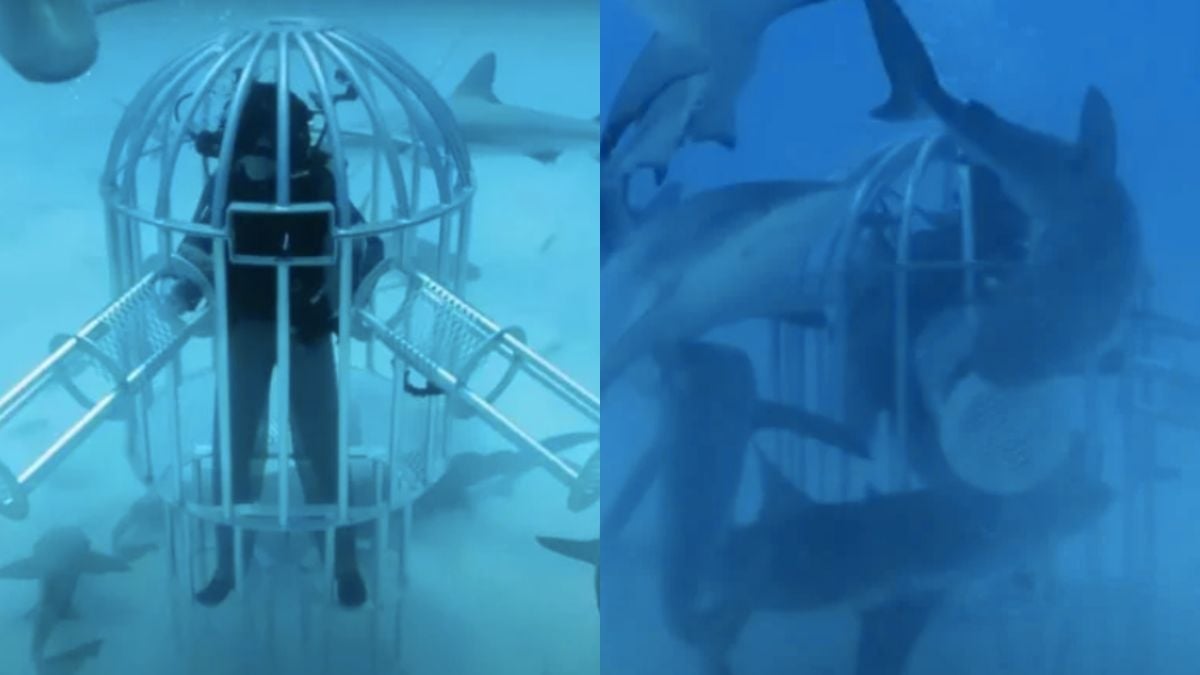 Il se couvre de sang et plonge dans une cage sous l'eau pour observer le comportement des requins, mais leur réaction est inattendue	