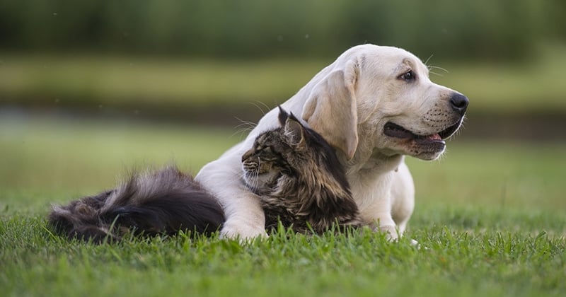 Chien ou chat : lequel d'entre eux adopter ?