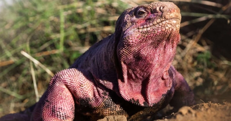 Il ne reste plus que 211 iguanes roses sur l'archipel des Galápagos, selon les dernières estimations