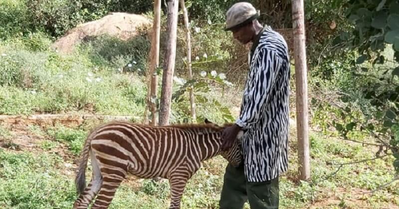 Ces gardiens portent une veste à rayures pour nourrir un petit zèbre orphelin