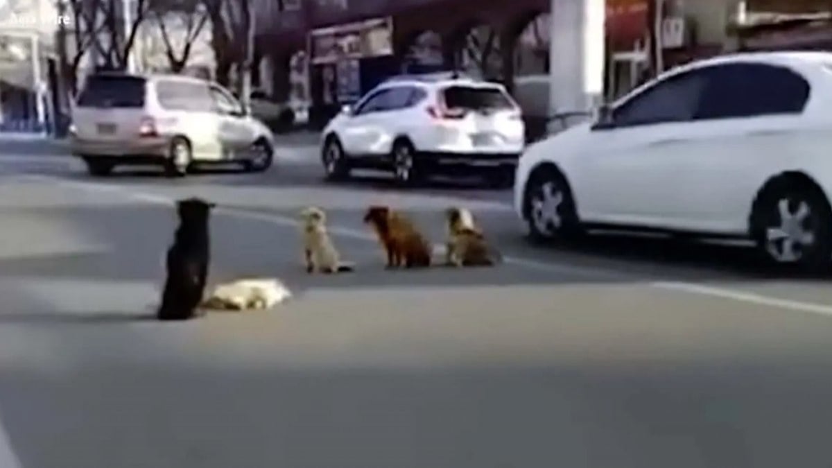 Un chien renversé par une voiture et incapable de bouger, 4 autres chiens bloquent la circulation pour le protéger