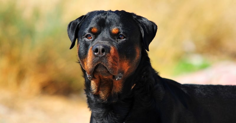 Top 15 des races de chiens considérées comme dangereuses