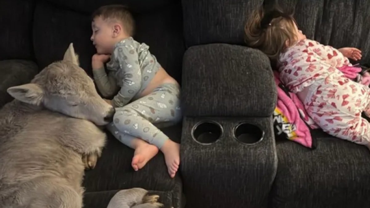 Photo montrant le veau blotti contre les enfants