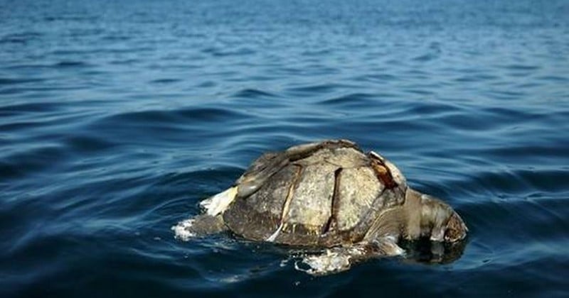 Horrifiés, des pêcheurs du Salvador découvrent près de 400 tortues mortes ou agonisantes près du rivage, pour des causes encore inconnues