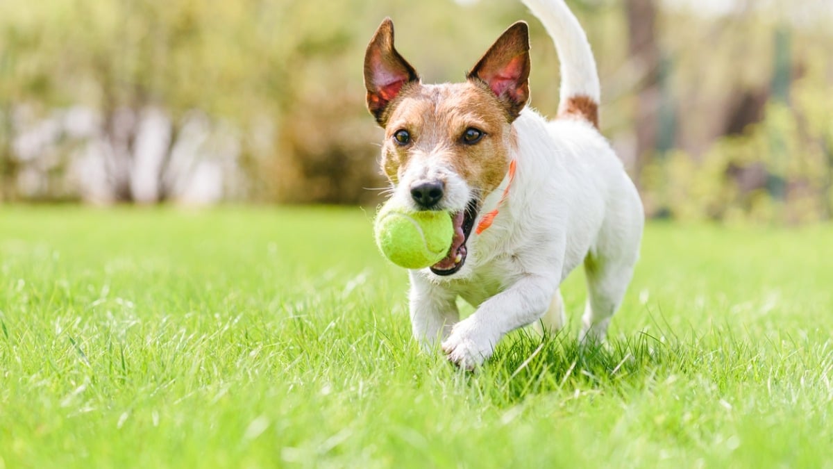 Faire jouer votre chien avec une balle de tennis est dangereux