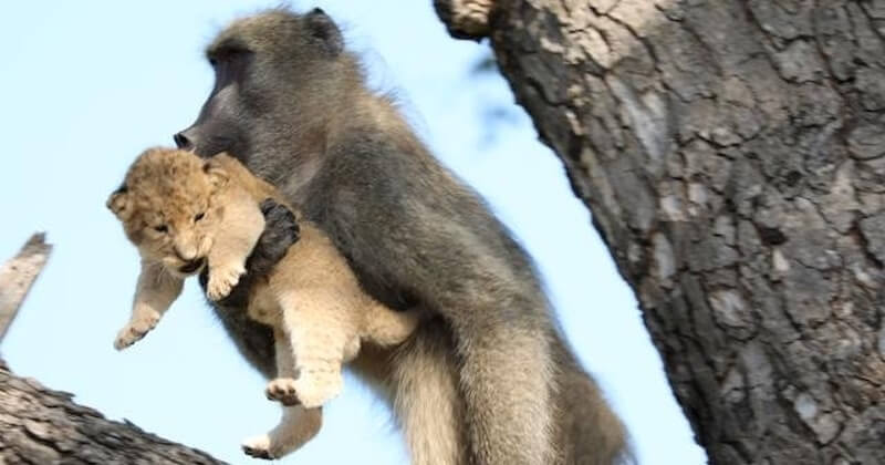 Immortalisée dans un parc national sud-africain, cette vidéo n'est pas sans rappeler une scène mythique du Roi Lion