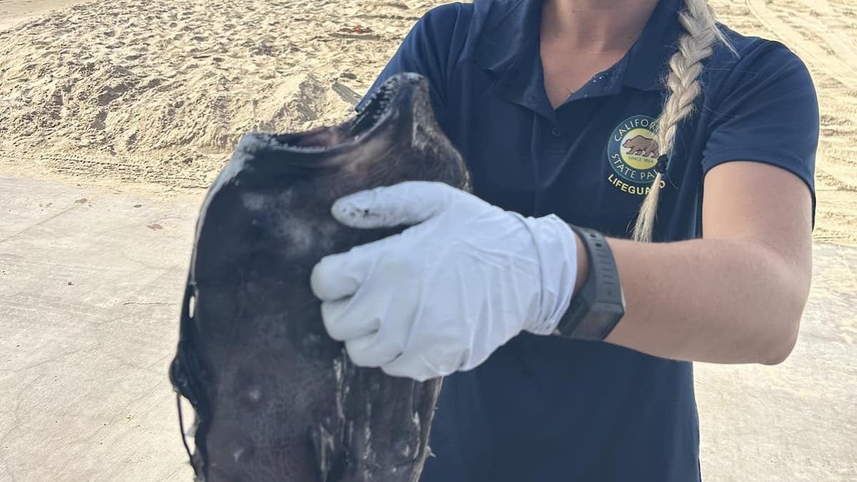 Californie : découverte d'un poisson-football, venu des profondeurs, échoué sur la plage