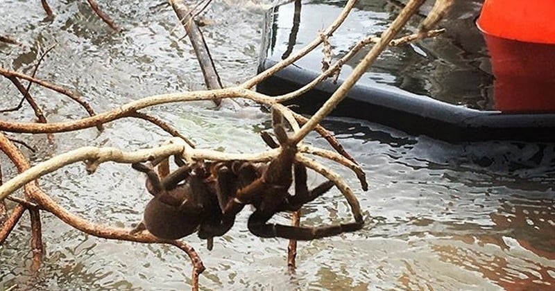 Piégée par les inondations en Australie, cette araignée géante et venimeuse a été sauvée par des passants courageux