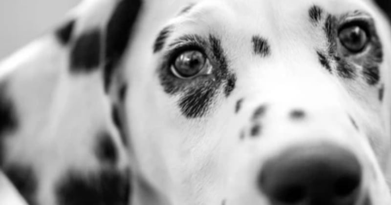 Lassé des bêtises du dalmatien de sa compagne, il... le tue en le pendant au balcon avec sa laisse