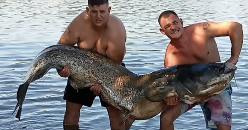 Un duo de pêcheurs extirpe des eaux un silure monstrueux de 2,41 mètres, dans la Saône