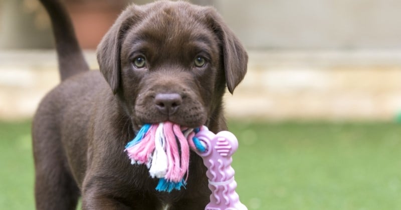 Voici pourquoi nous ne pouvons pas résister aux chiots, selon une nouvelle étude