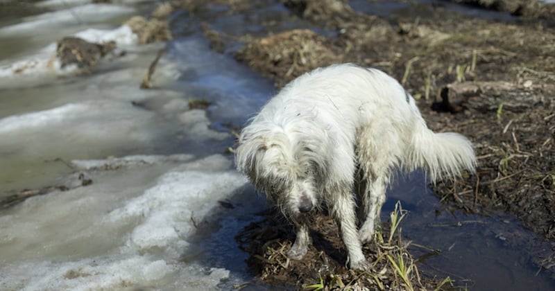 Trop fatigué pour regagner la rive, un chien coincé dans la boue a été secouru par deux pompiers 