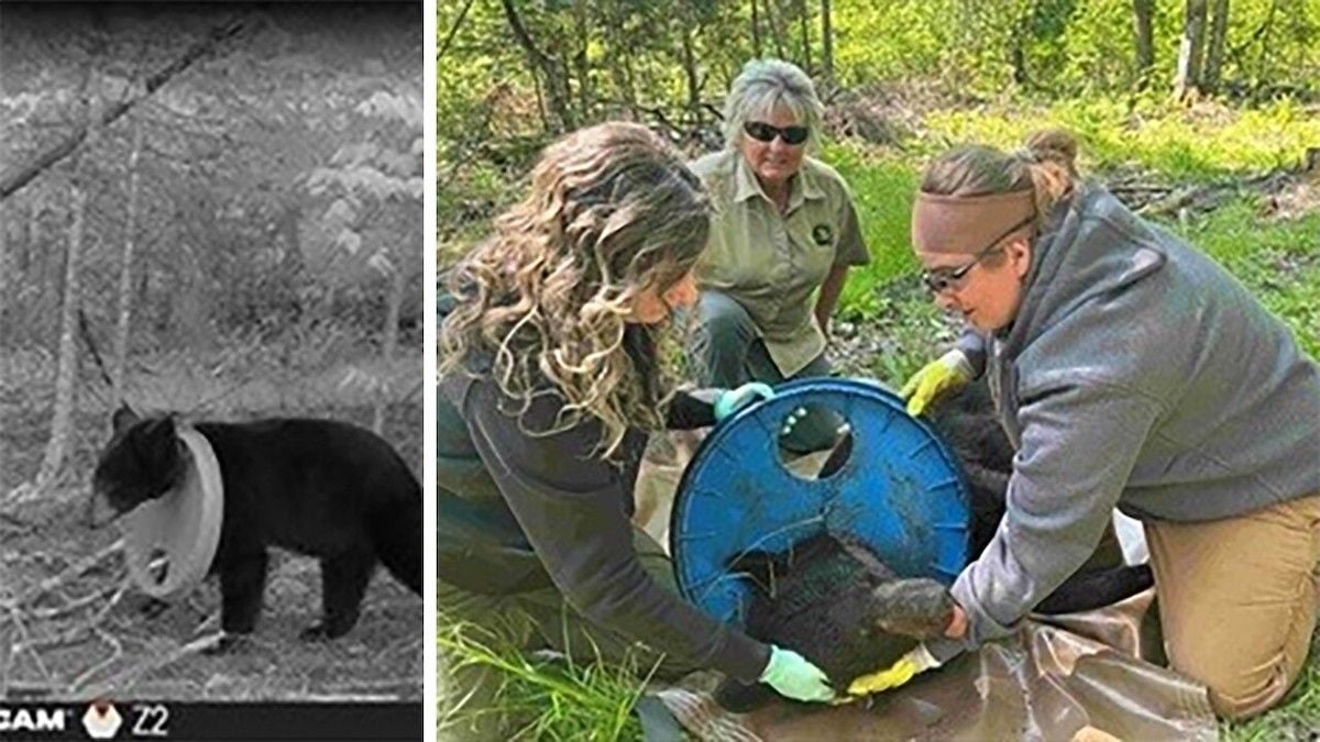 Survivant deux ans avec un couvercle de baril autour du cou, un ours enfin libéré de son fardeau