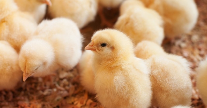 À partir de fin 2022, les poussins mâles ne seront plus broyés en France