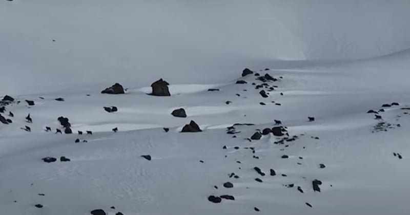 Ils filment un loup en chasse dans le massif savoyard, un spectacle rare