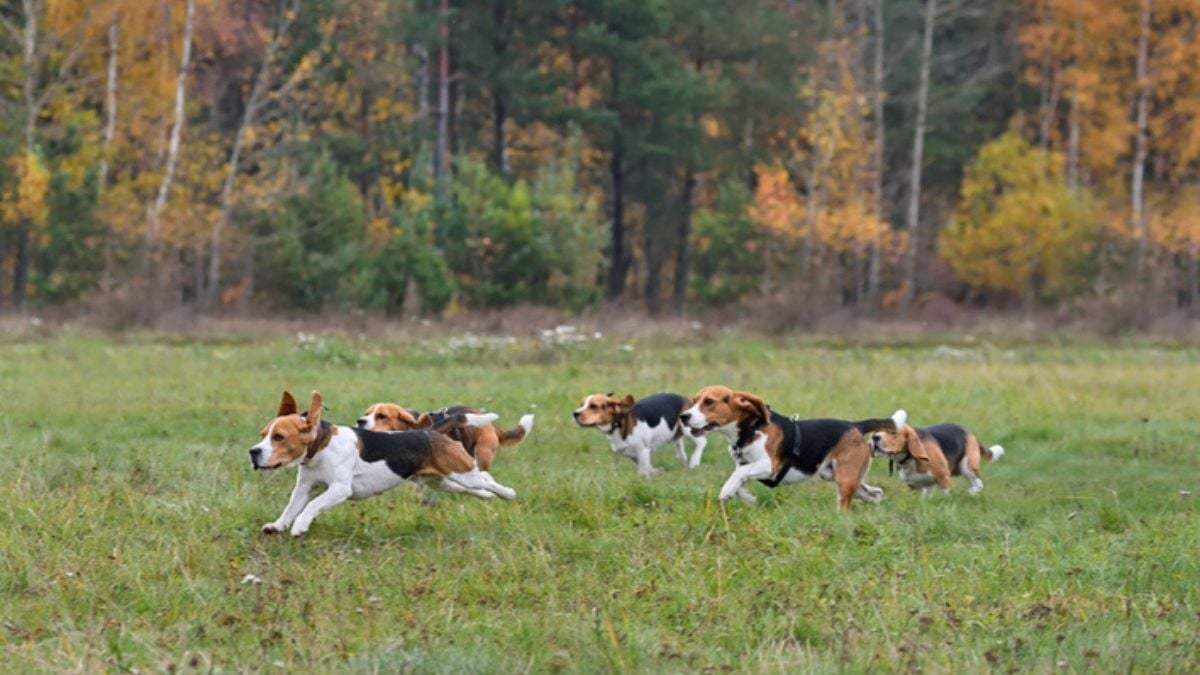 « Déferlement de violence inadmissible » : 7 chiens abattus au fusil par des membres de la communauté du « tueur fou »