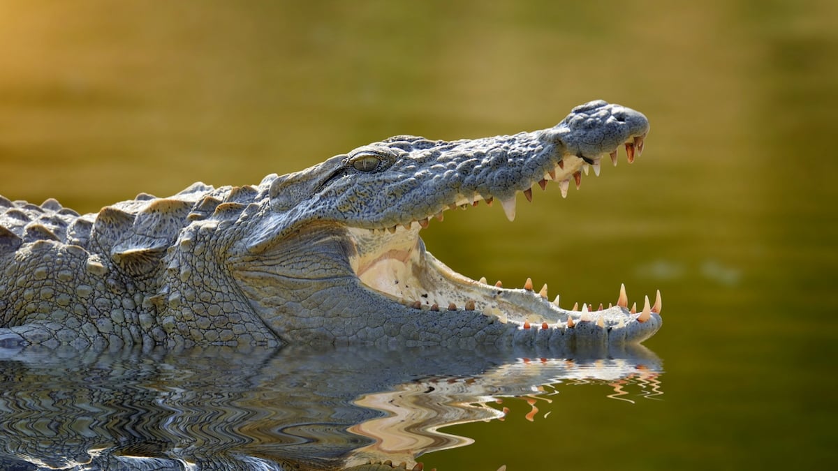 En Inde, une femme a jeté son fils handicapé dans une rivière pleine de crocodiles 