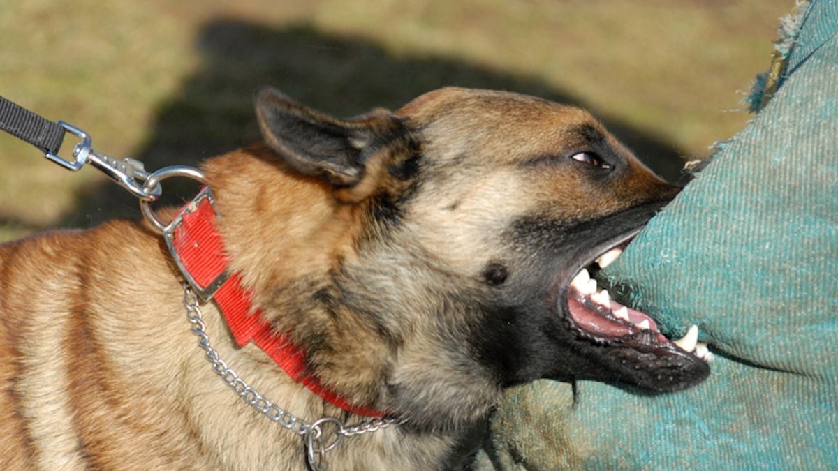Un chien mord un homme