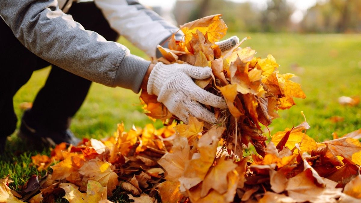 Ne faites surtout pas ce geste que tout le monde copie bêtement avec ses feuilles mortes avant l'hiver