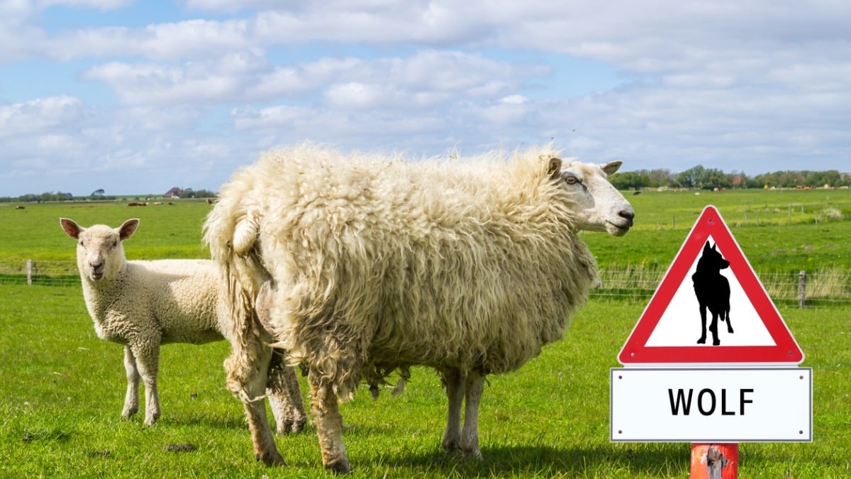 Cet objet révolutionnaire créé par des scientifiques permet de protéger les moutons des attaques des loups