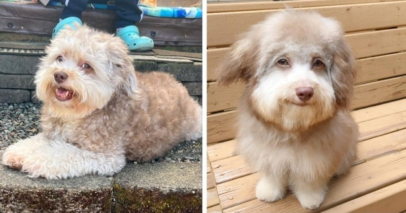 Ce chien est célèbre pour son visage ressemblant à celui... d'un humain