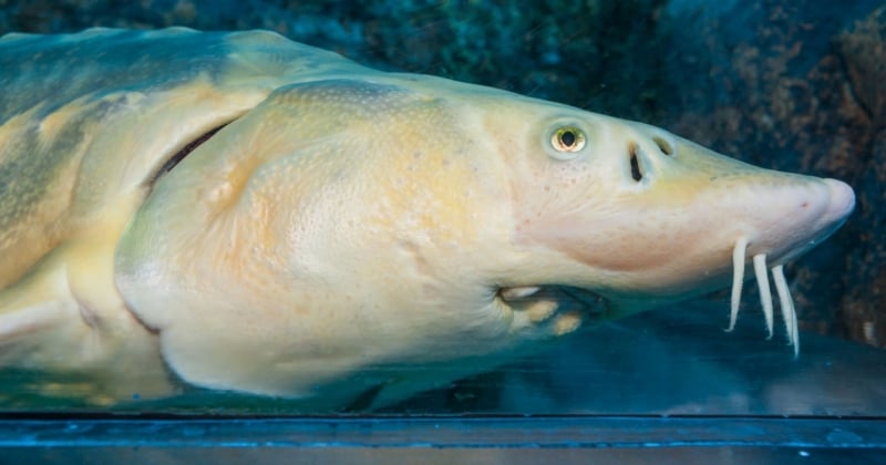 Top 20 des poissons les plus moches du monde