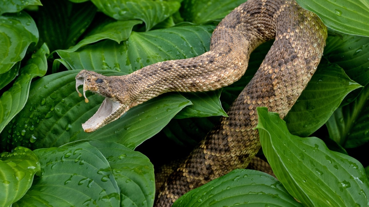 Vipère ou couleuvre ? Voici comment reconnaître et différencier ces deux serpents du jardin