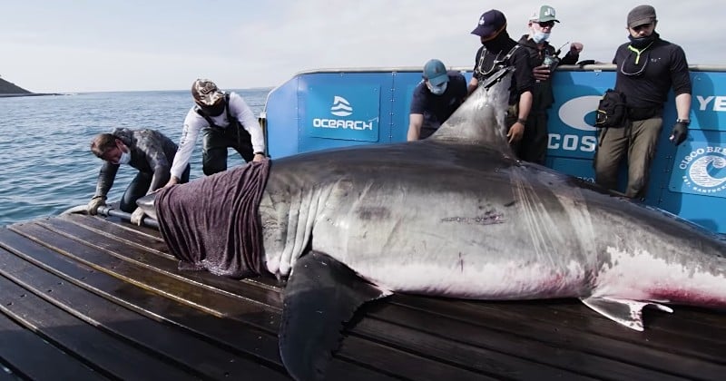 Des chercheurs tombent nez à nez avec un requin blanc mesurant plus de 5 mètres et pesant près de 2 tonnes