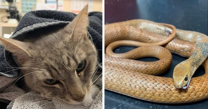 En Australie, un chat sacrifie sa vie pour sauver deux enfants d'une attaque de serpent 