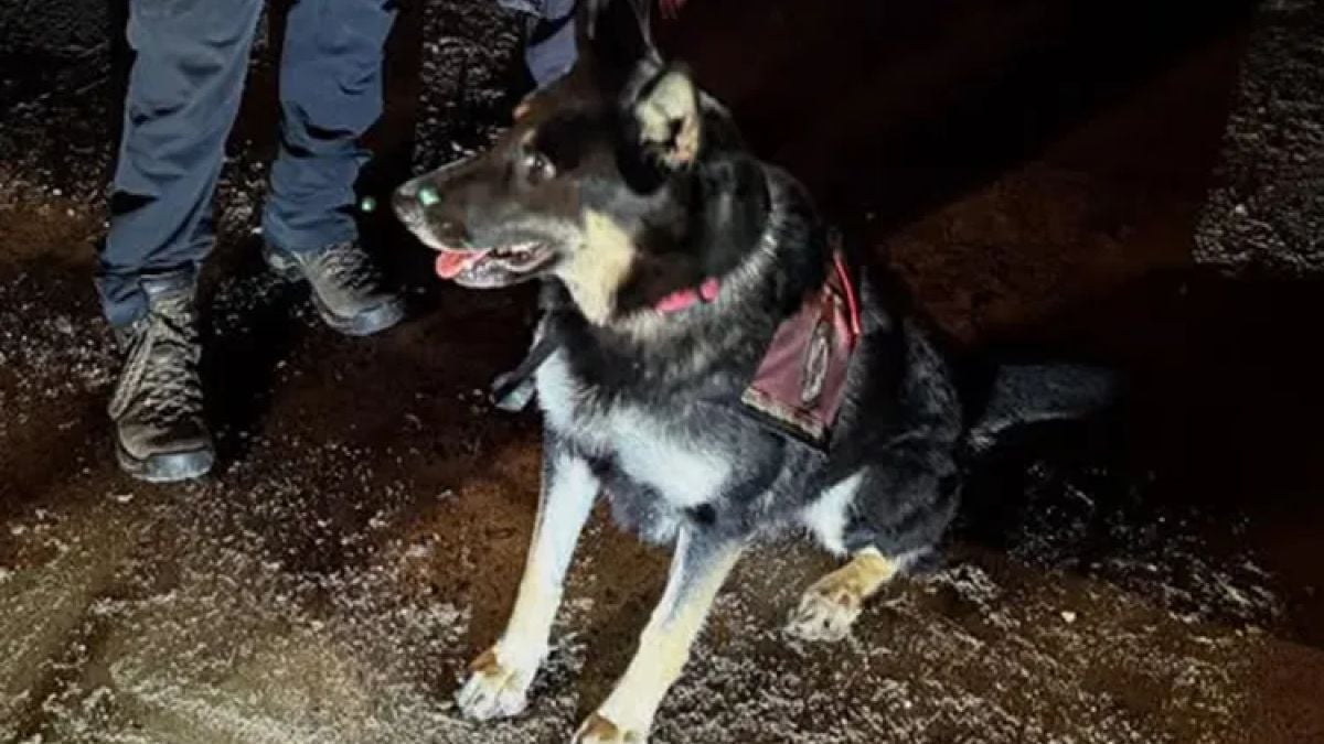 Une jeune chienne héroïque retrouve une petite fille de 2 ans qui s'était perdue pendant cinq heures dans une forêt glaciale
