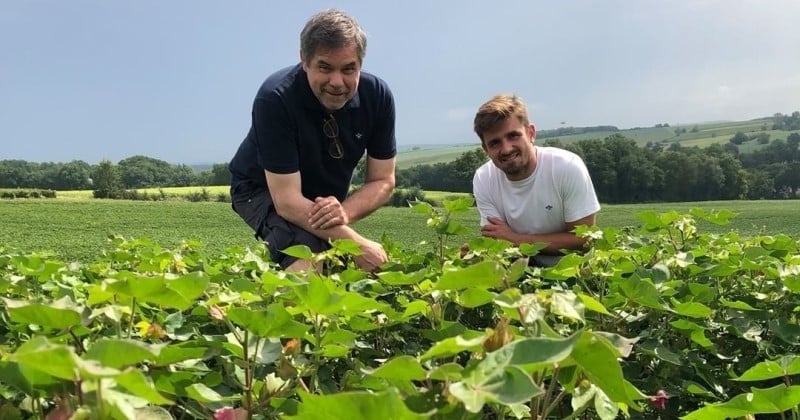 Dans le Gers, trois agriculteurs cultivent du coton, une première en France