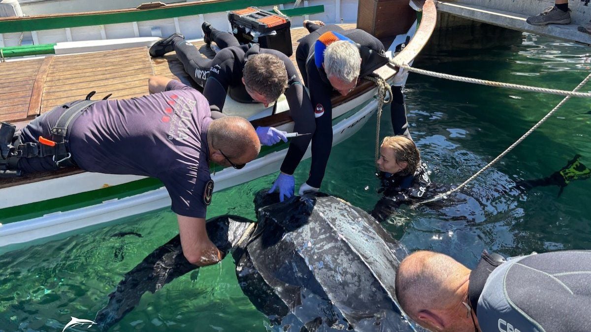 La plus grande tortue marine au monde retrouvée blessée, coincée entre deux bateaux