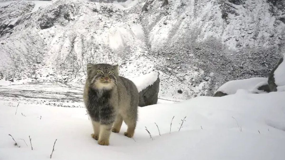 Le chat de Pallas photographié dans l'Himalaya 