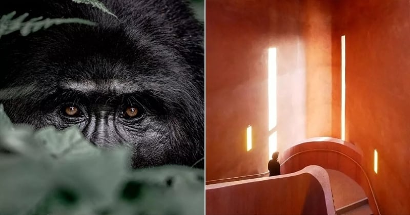 Sony World Photography Awards 2022 : découvrez les grands gagnants du concours 2022 